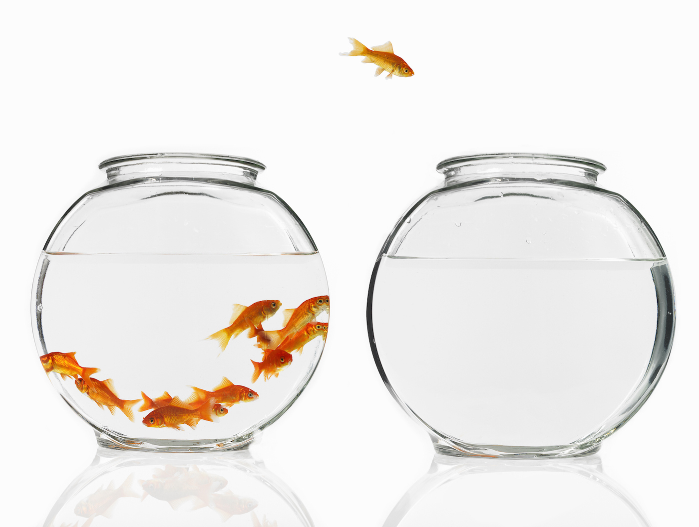 A single goldfish leaping from a crowded bowl into an empty bowl.