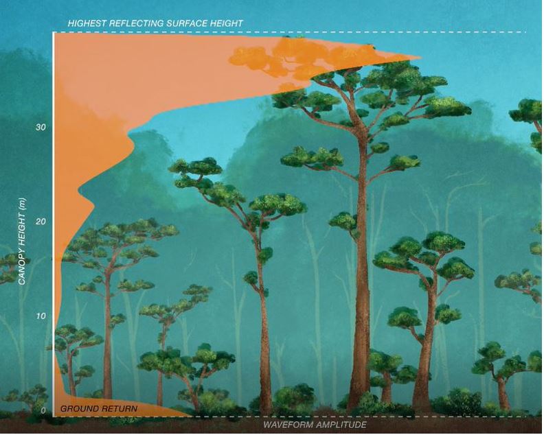 Illustration showing how a lidar signal can tell the height of tree cover.