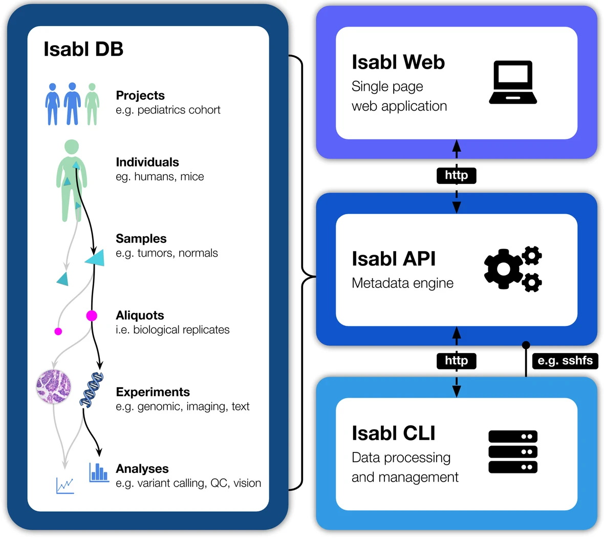 Diagram showing information (groups, individuals, cells) going into an analysis.