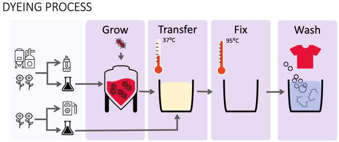 Diagram shows colorifix's bacteria-based dye process