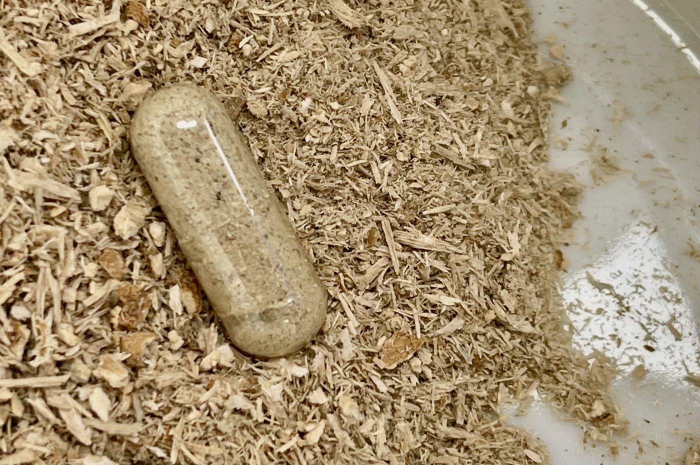 Psilocybin mushroom ground up in capsule background