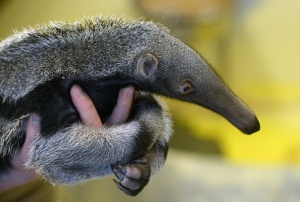 An anteater is pictured