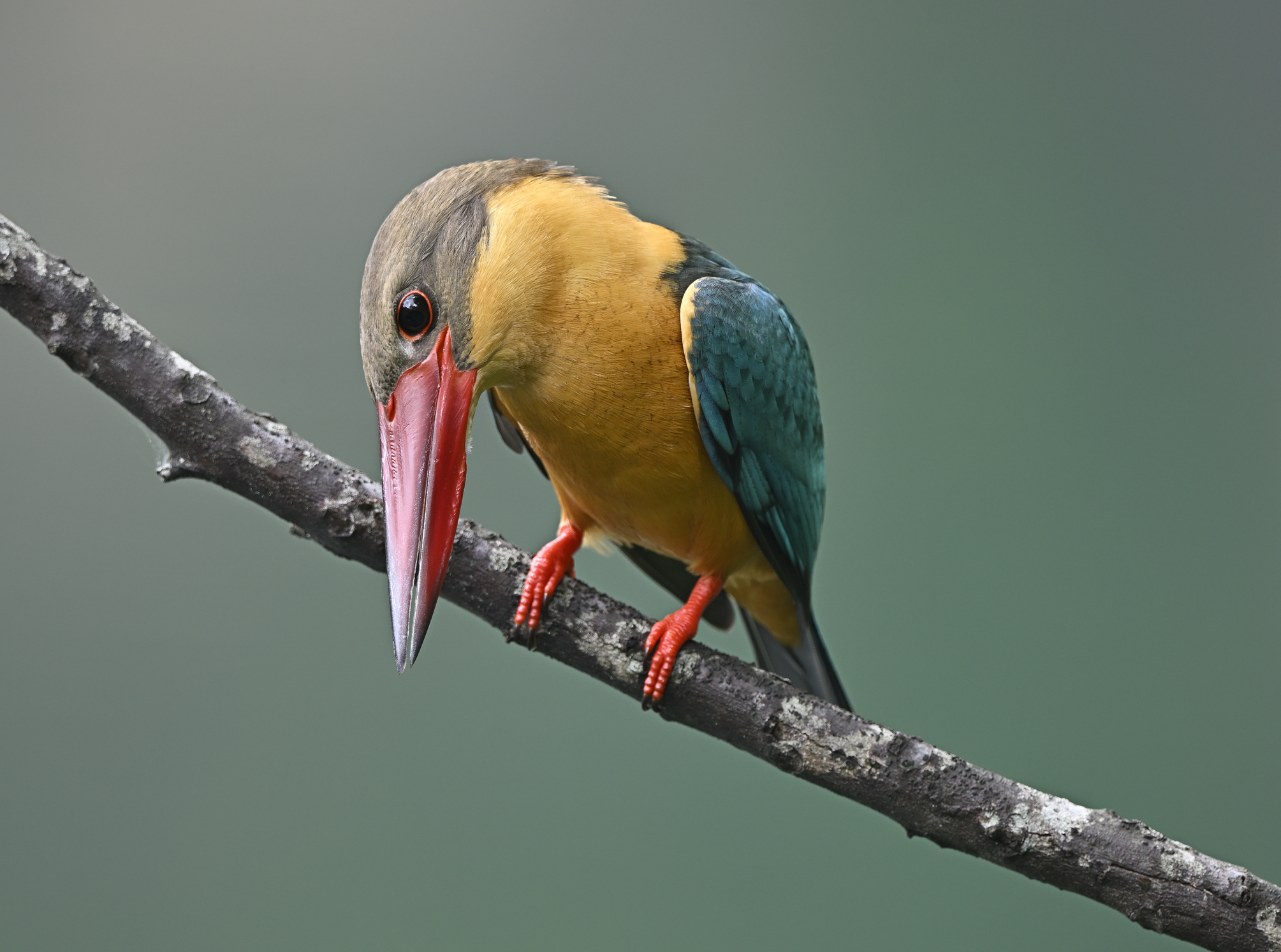 close up stork billed kingfisher in tropical garden Singapore.