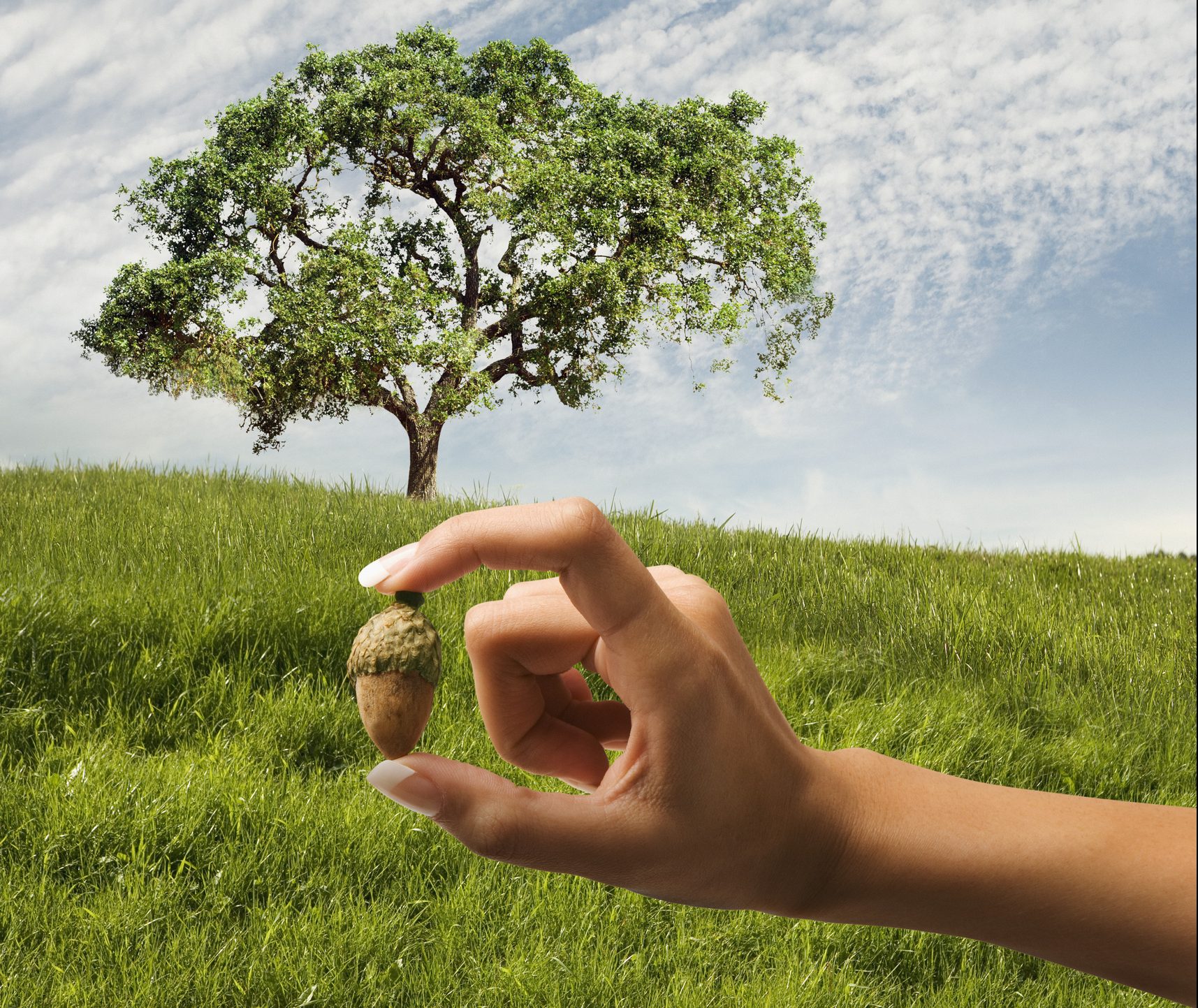 Woman holding acorn in front of oak tree. product led growth principles