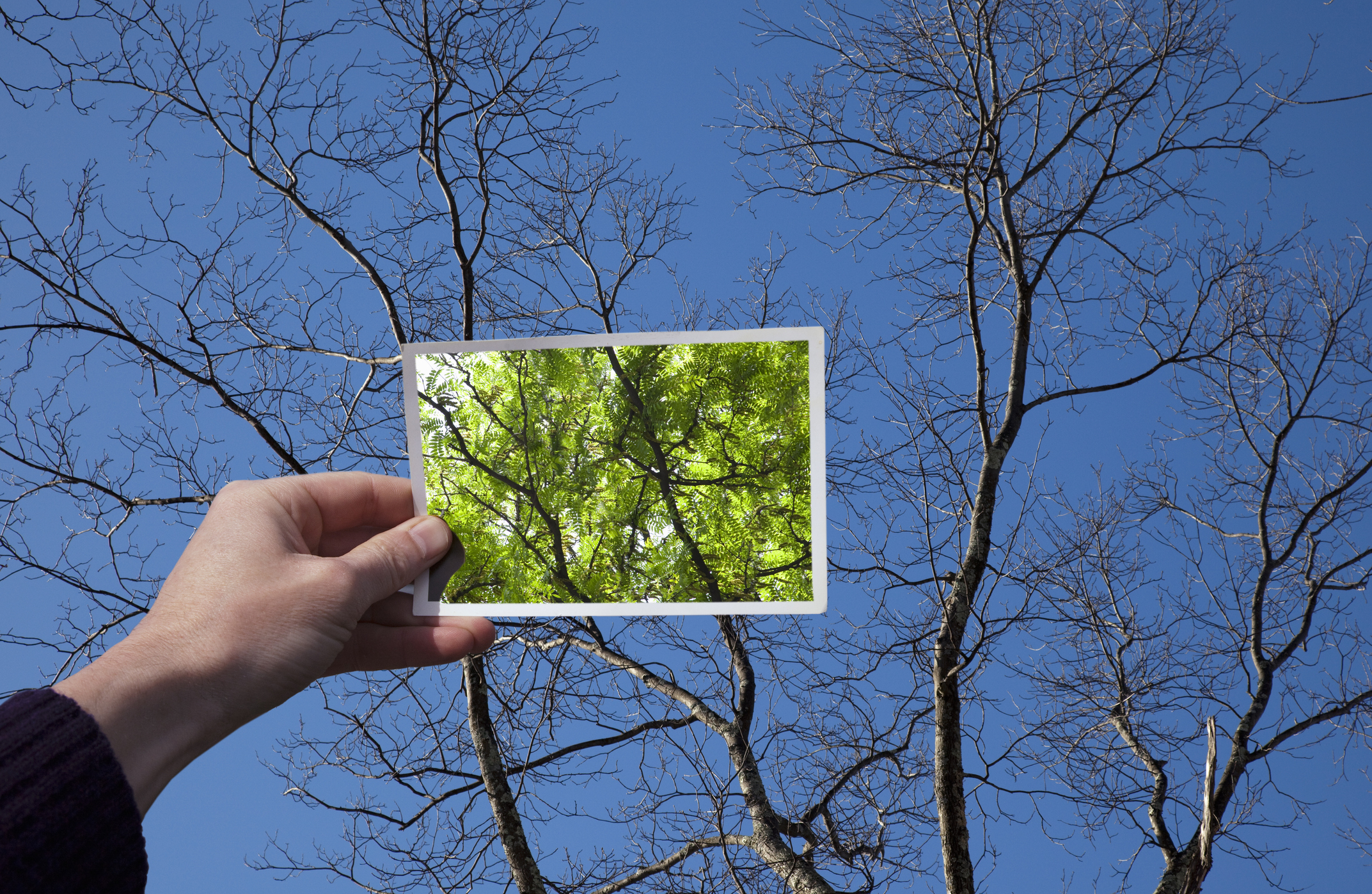 Hand holding snapshot of tree in bloom against the same tree in winter with no leaves; latin america cautious optimism